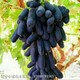 甜蜜蓝宝石葡萄产量高图