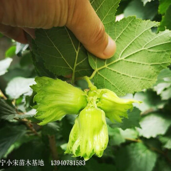 漯河市漯河市遼寧耐寒大榛子苗苗木價格