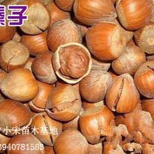 昌吉回族自治州昌吉回族自治州平欧大榛子苗产品介绍