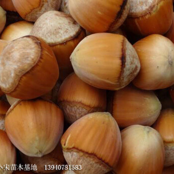 北海市北海市平歐大榛子苗供應(yīng)商