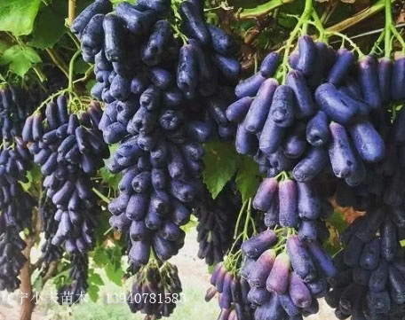 阿勒泰地区阿勒泰地区辽宁蓝宝石葡萄苗生产