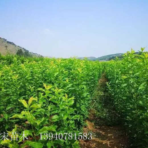 景德镇市景德镇市东北耐寒李子苗基地起苗售后方心