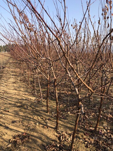 日喀则地区日喀则地区2019新品种沙金红杏哪里有卖