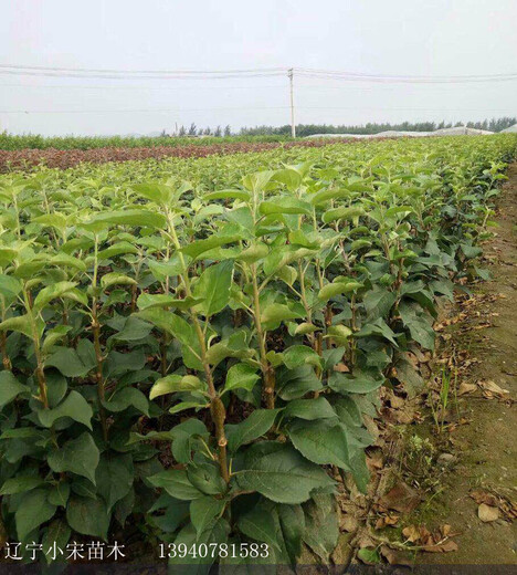 玉树藏族自治州玉树藏族自治州矮化苹果苗便宜的苗木基地