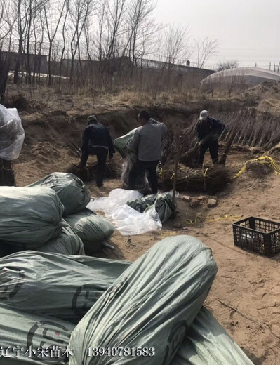 随州随州早酥梨什么地方能买到