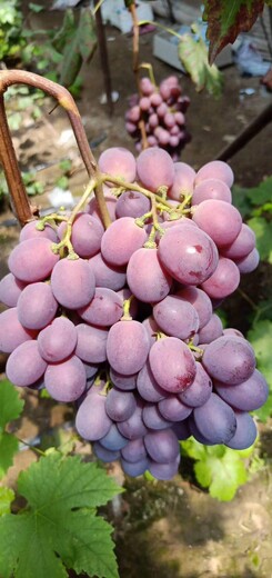 葡萄生产
