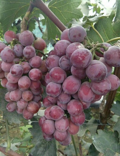 红提葡萄便宜的水果批发基地