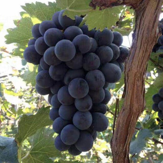 巨峰葡萄生产