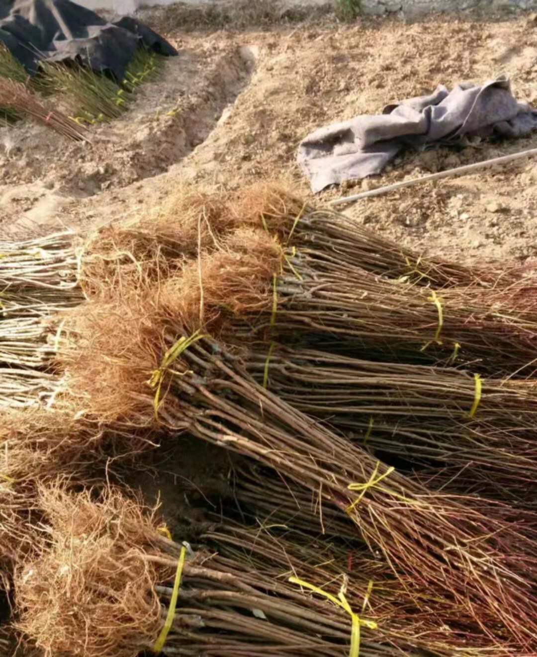 耐寒七号李子苗辽宁小宋苗木基地