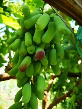 2019秋季甜蜜藍(lán)寶石葡萄苗批發(fā)、價(jià)格、廠家