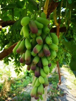 2019秋季甜蜜藍(lán)寶石葡萄苗基地價格