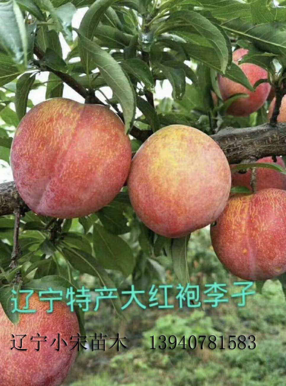 大紅袍李子苗