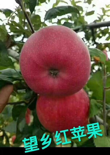 天津望香红苹果苗报价