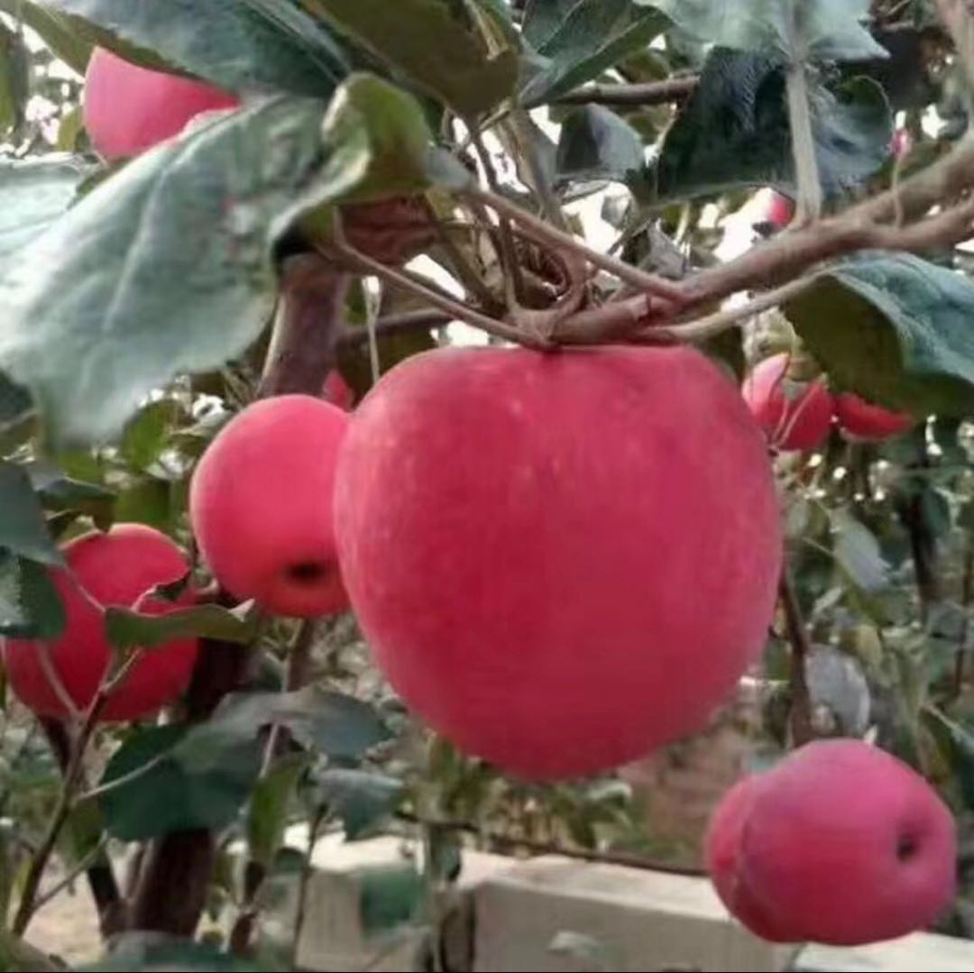 甘肃省望香红苹果苗哪里有卖
