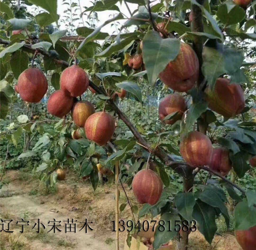 福建省早酥红梨价格图片