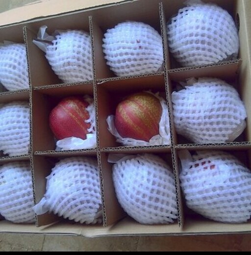 吉林省早酥红梨树苗苗木基地