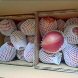甘肃省早酥红梨价格图片图片0