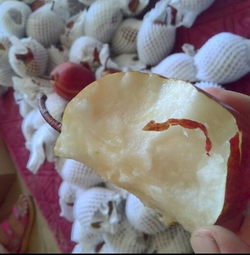 宁夏回族自治区早酥红梨价格图片