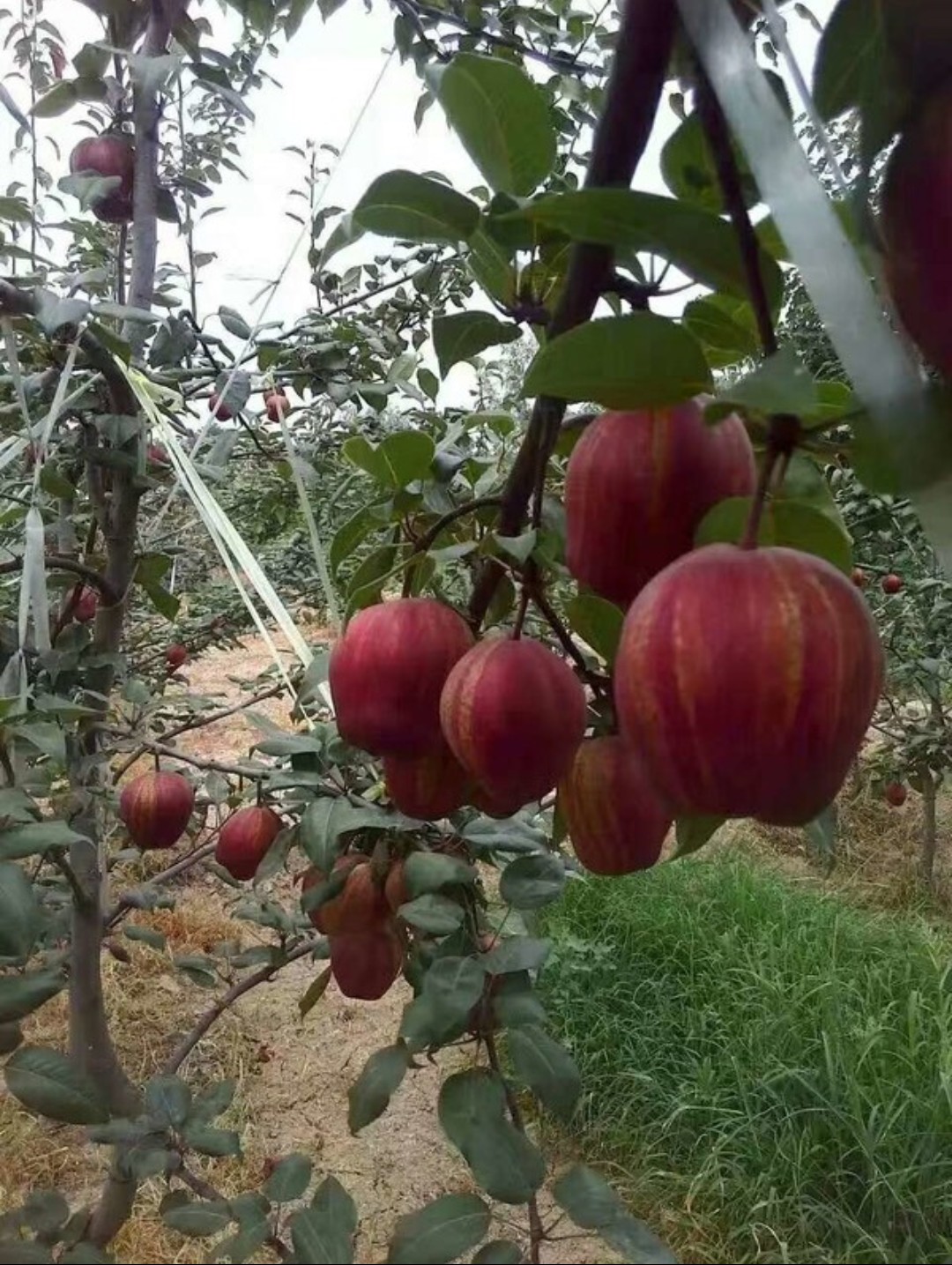 吉林省早酥红梨树苗 苗木基地