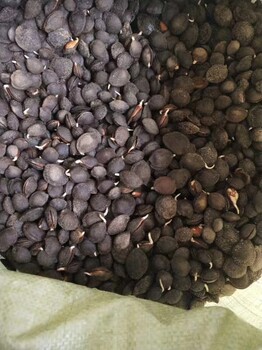 重慶沙金紅杏樹苗培育基地