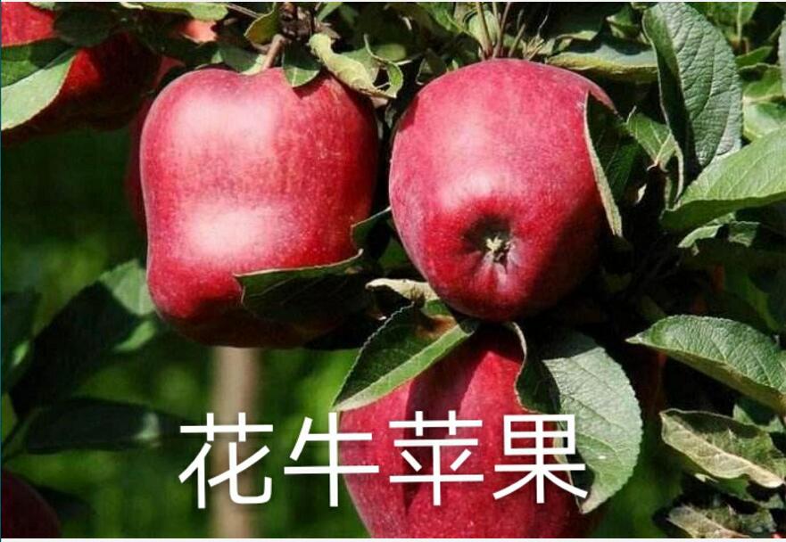 吉林省花牛苹果苗价格优惠 签订合同