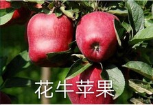 黑龙江省花牛苹果苗价格图片图片2