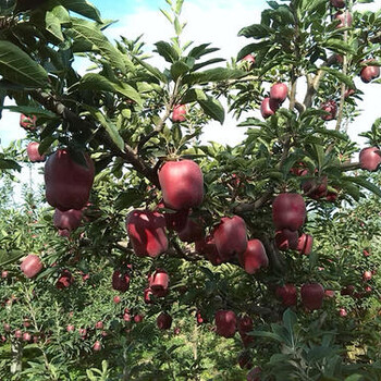 山东省花牛苹果苗树苗培育基地