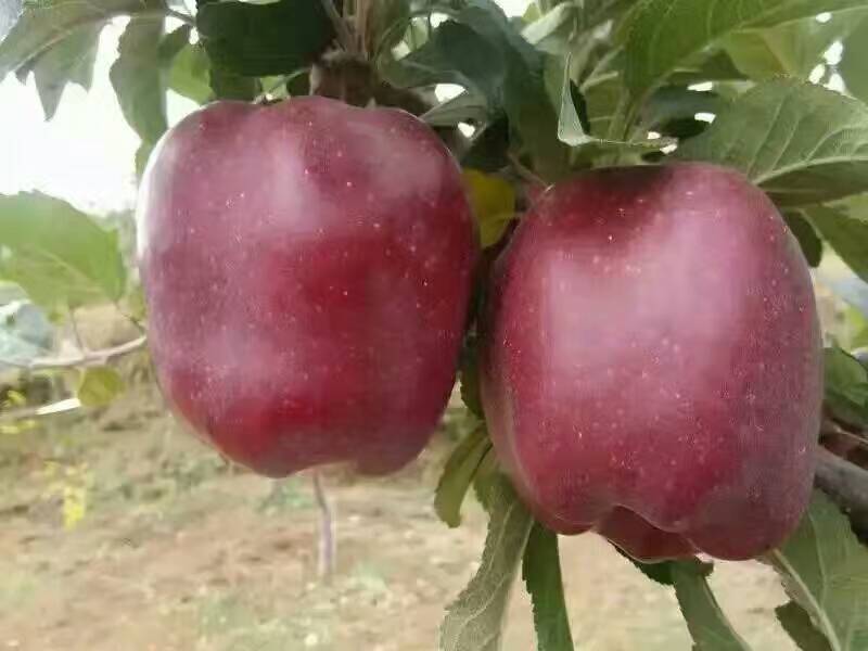 宁夏自治区花牛苹果苗存活率高 根系发达 