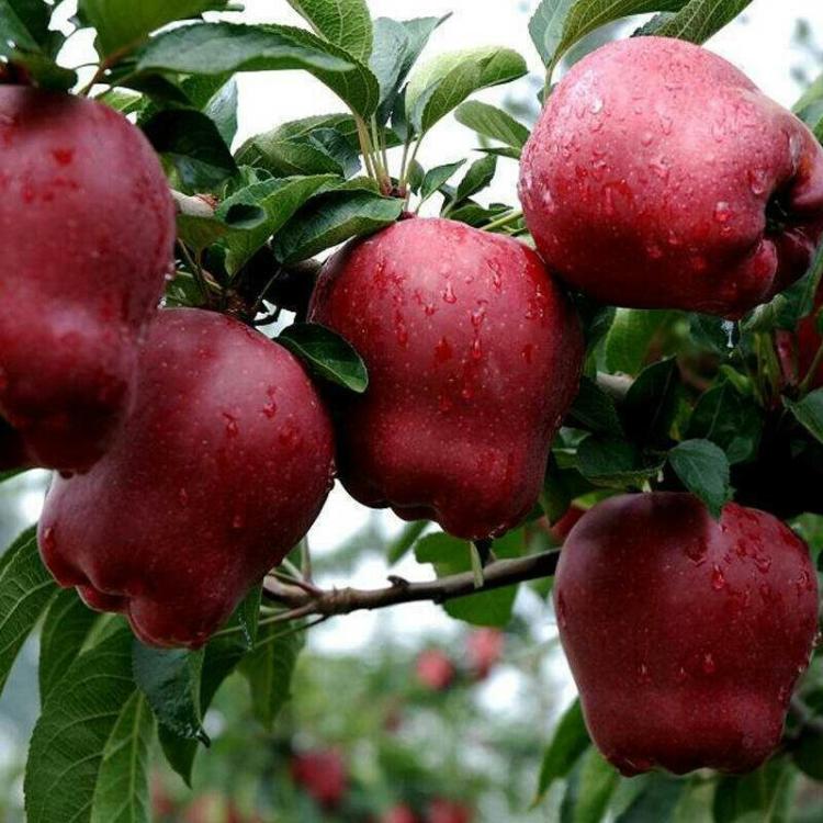 贵州省花牛苹果苗存活率高 根系发达 