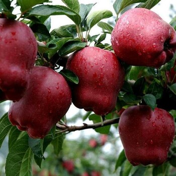 宁夏回族自治区花牛苹果苗价格优惠签订合同