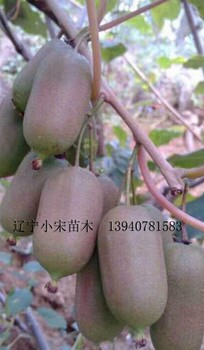 贵州省龙成二号软枣猕猴桃图片