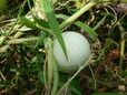 观赏葫芦种子新品种,鸡蛋葫芦种子
