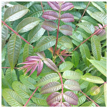 紅油香椿苗批發(fā)2cm香椿苗溫室大棚的苗采芽率高的香椿苗