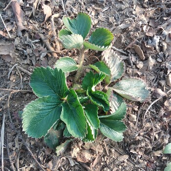 那种草莓苗高产性能高基地零售易管理的章姬草莓苗