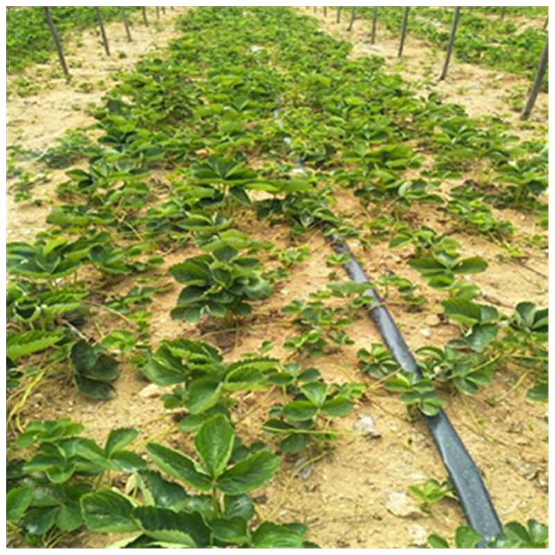 甜查理草莓苗溫室入棚的品種草莓苗種植技術(shù)