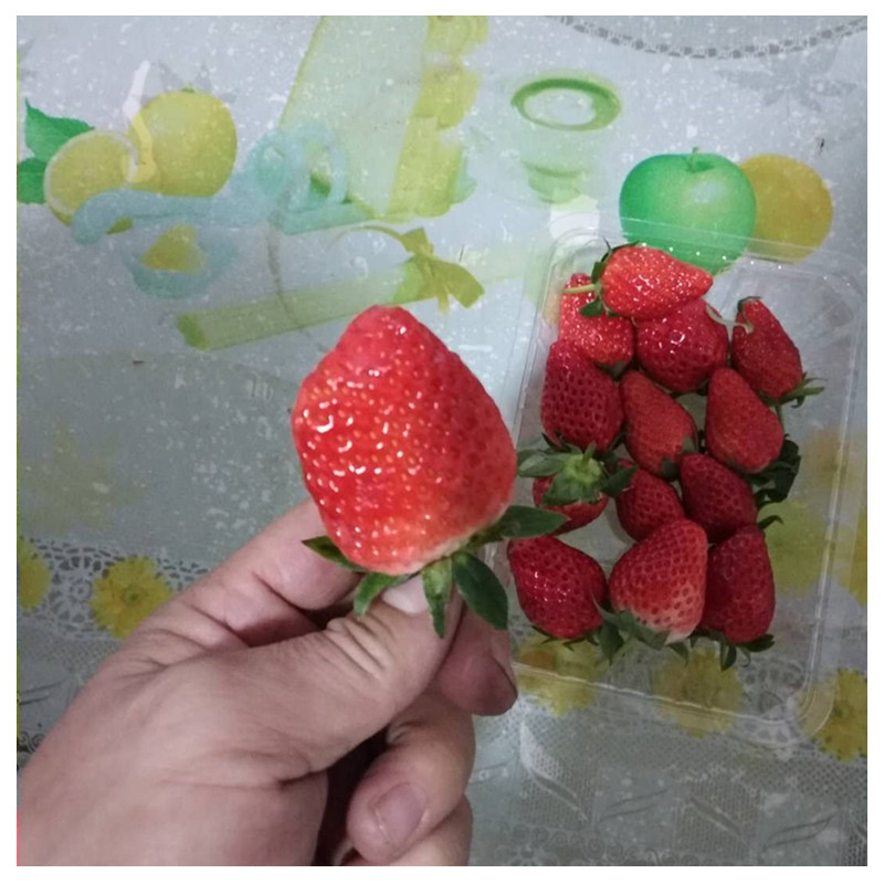法兰地草莓苗温室采摘的品种草莓苗基地