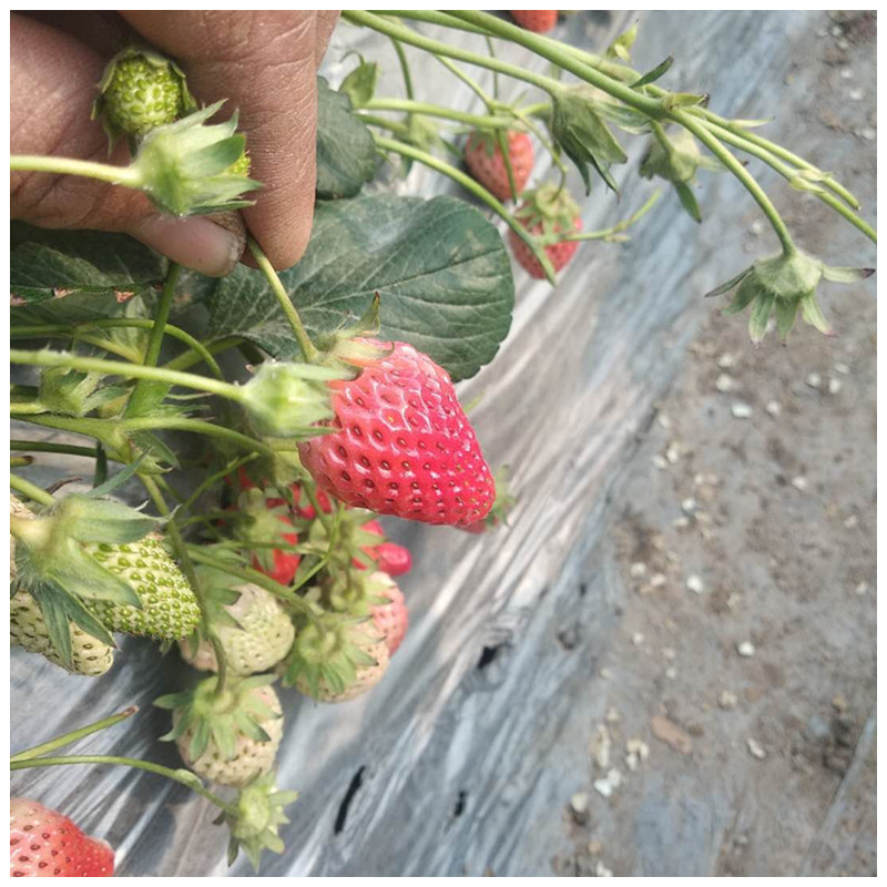 紅顏草莓苗溫室采摘的品種山東草莓苗哪里好