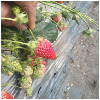 甜查理草莓苗溫室入棚的品種草莓苗價(jià)格