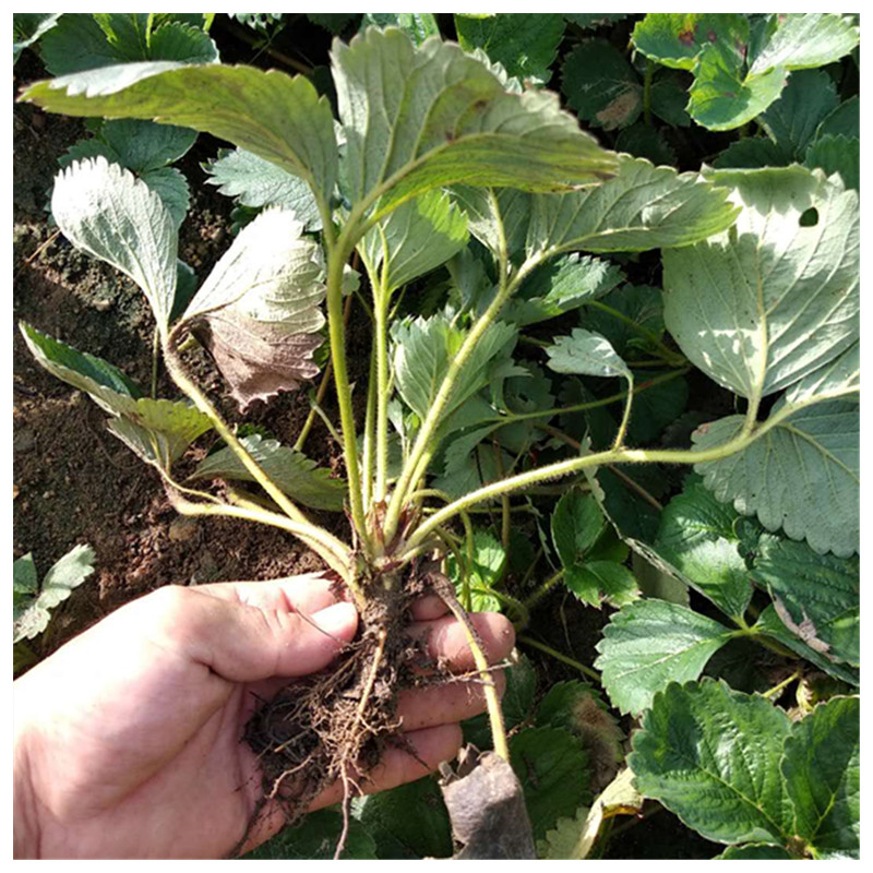 甜查理草莓苗溫室入棚的品種草莓苗種植技術(shù)
