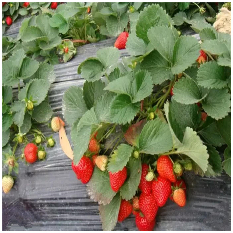 法兰地草莓苗温室采摘的品种草莓苗基地