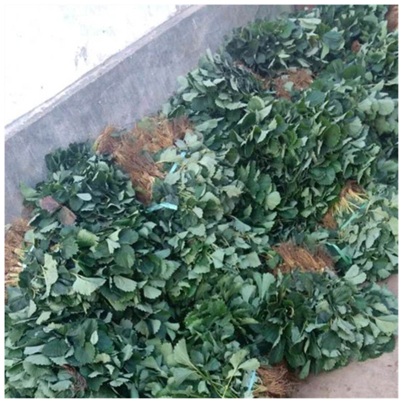 紅顏草莓苗溫室采摘的品種草莓苗基地
