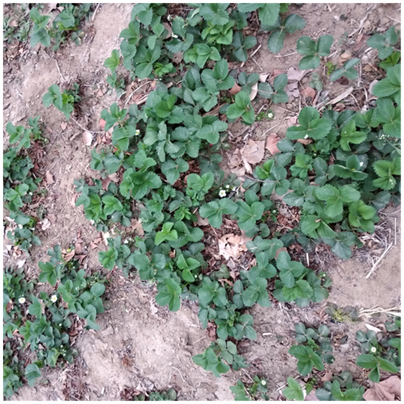 桃熏草莓苗溫室采摘的品種草莓苗批發(fā)