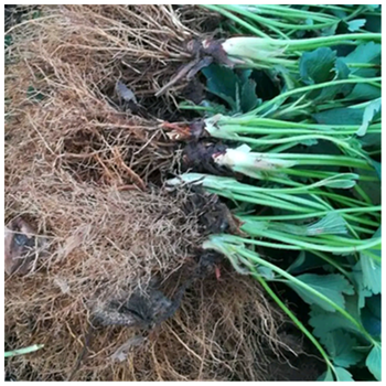 桃熏草莓苗溫室入棚的品種山東草莓苗哪里好
