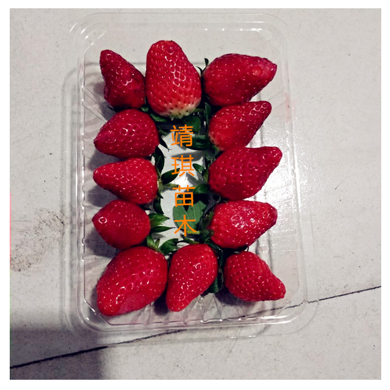 法蘭地草莓苗溫室入棚的品種草莓苗的溫室管理