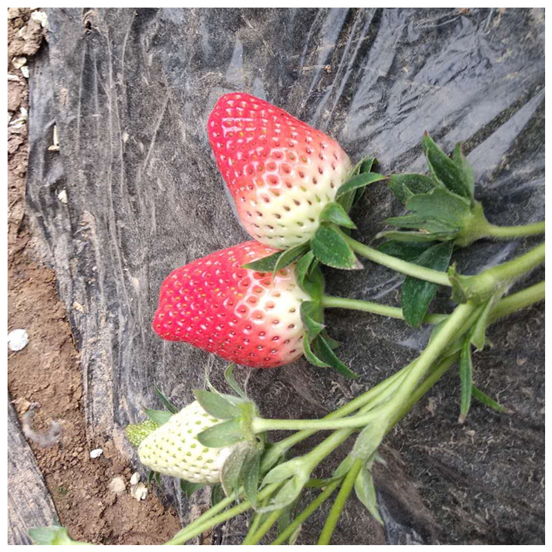 甜查理草莓苗溫室入棚的品種草莓苗價(jià)格