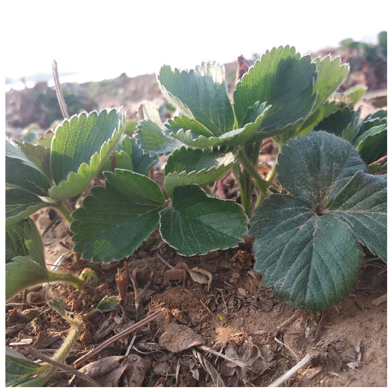 豐香草莓苗溫室采摘的品種草莓苗價(jià)格