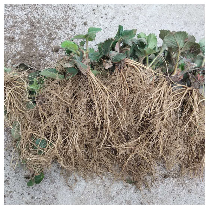 白雪公主草莓苗溫室采摘的品種草莓苗種植技術(shù)