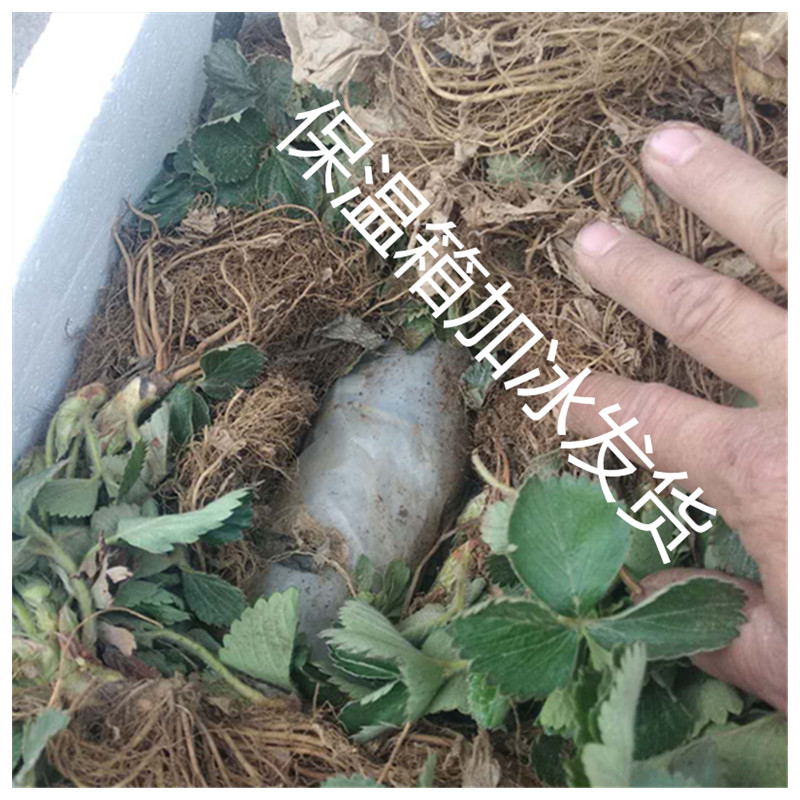 甜查理草莓苗溫室入棚的品種草莓苗種植技術(shù)