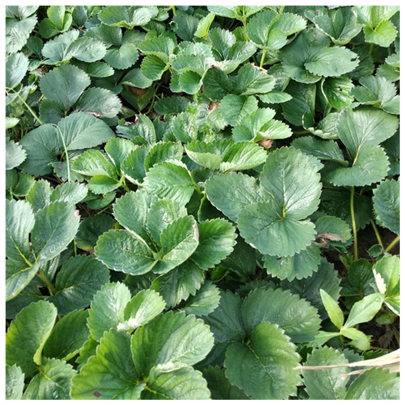 紅顏草莓苗溫室采摘的品種草莓苗基地