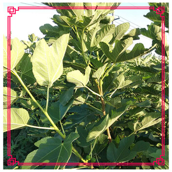 布蘭瑞克無(wú)花果苗哪里的質(zhì)量好無(wú)花果口感香甜